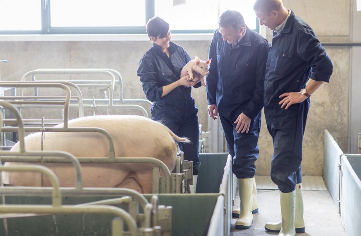 Het Breydelvarken knort vrolijk rond in varkenskwekerijen van Vlaamse boeren die we uitkiezen op basis van enkele specifieke criteria. 