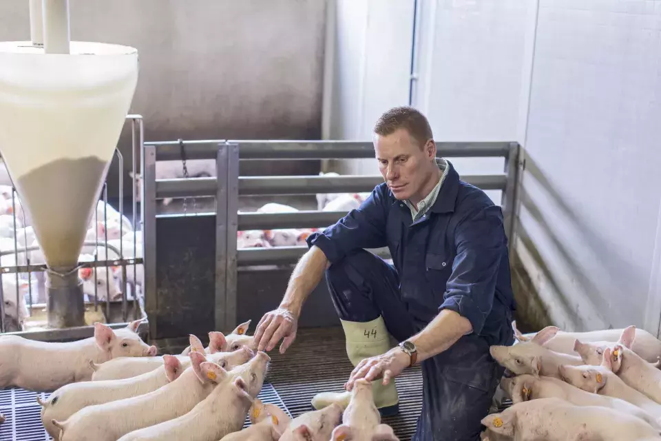Varkenshouder David met de Breydelvarkentjes